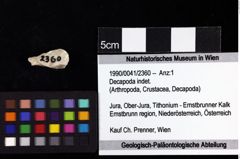 Foto (Objket + Etiketten) von Decapoda indet. 